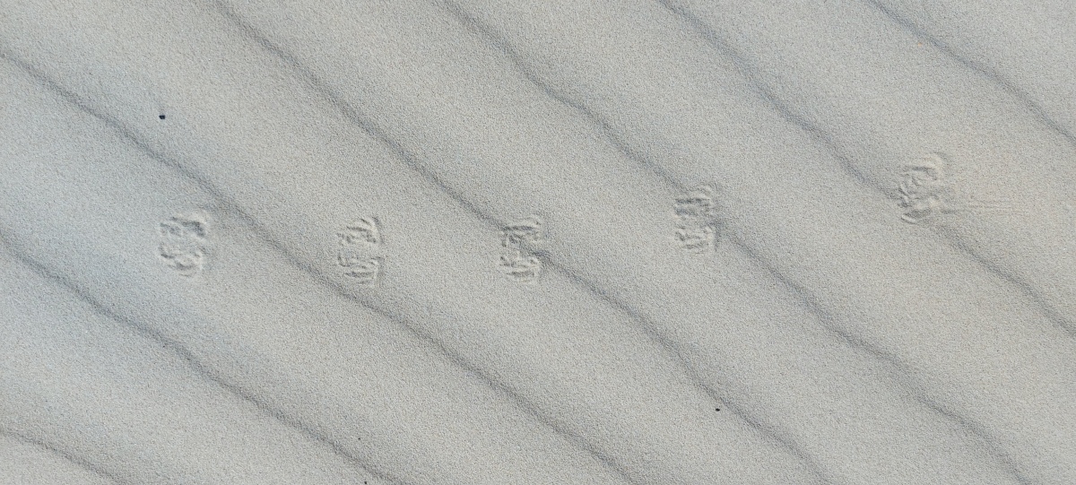 hopping mouse track in sand
